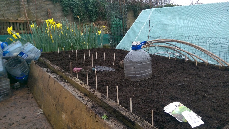 Sowing the lettuce in the last raised bed