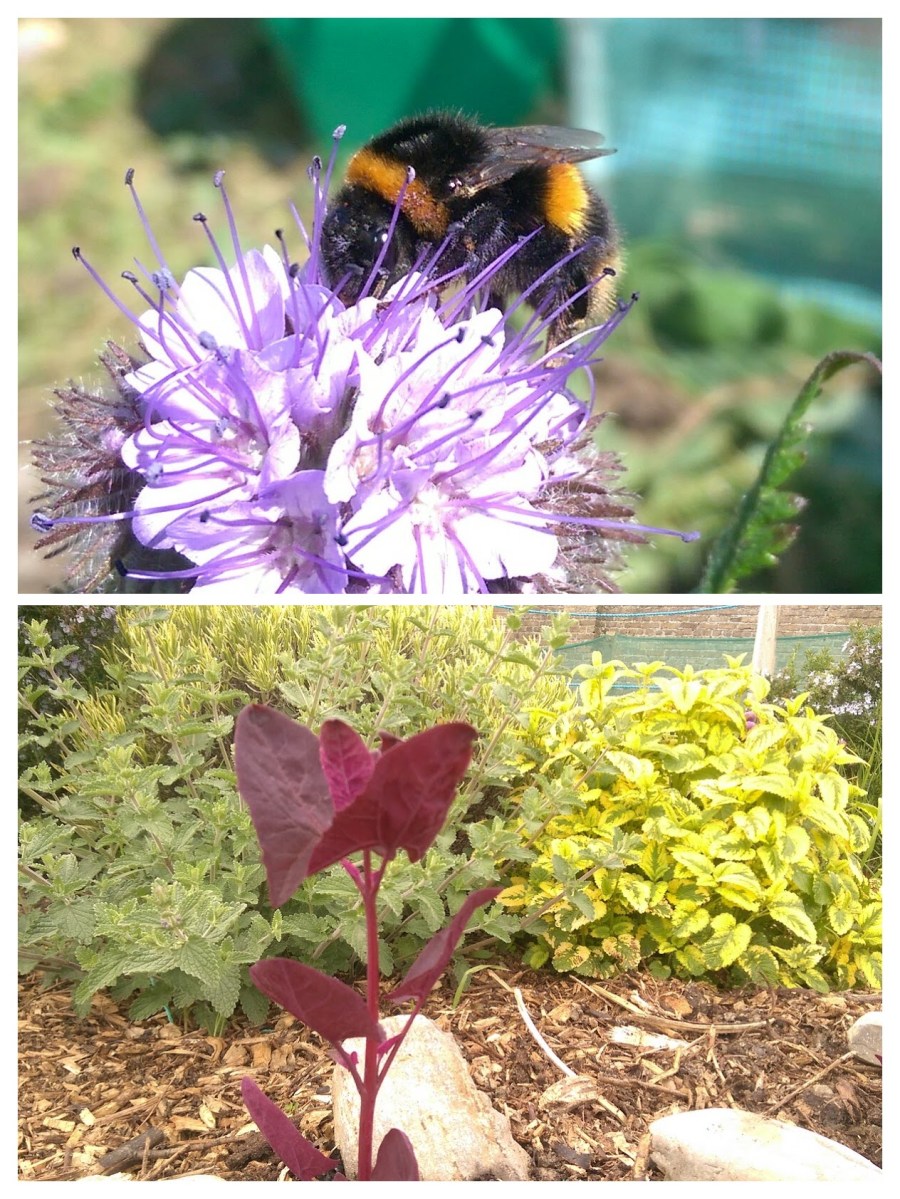 Bumblebee on Tansy &amp; Red Orach