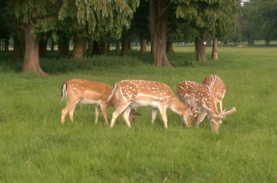 Fallow Deer in the Phoenix Park (en route to the Bloom Festival)