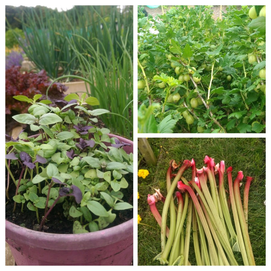 Basil Gooseberries & Rhubarb