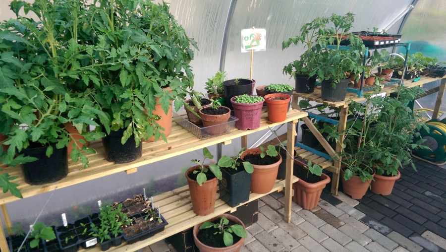 Basil and Tomato plants in the polytunnel