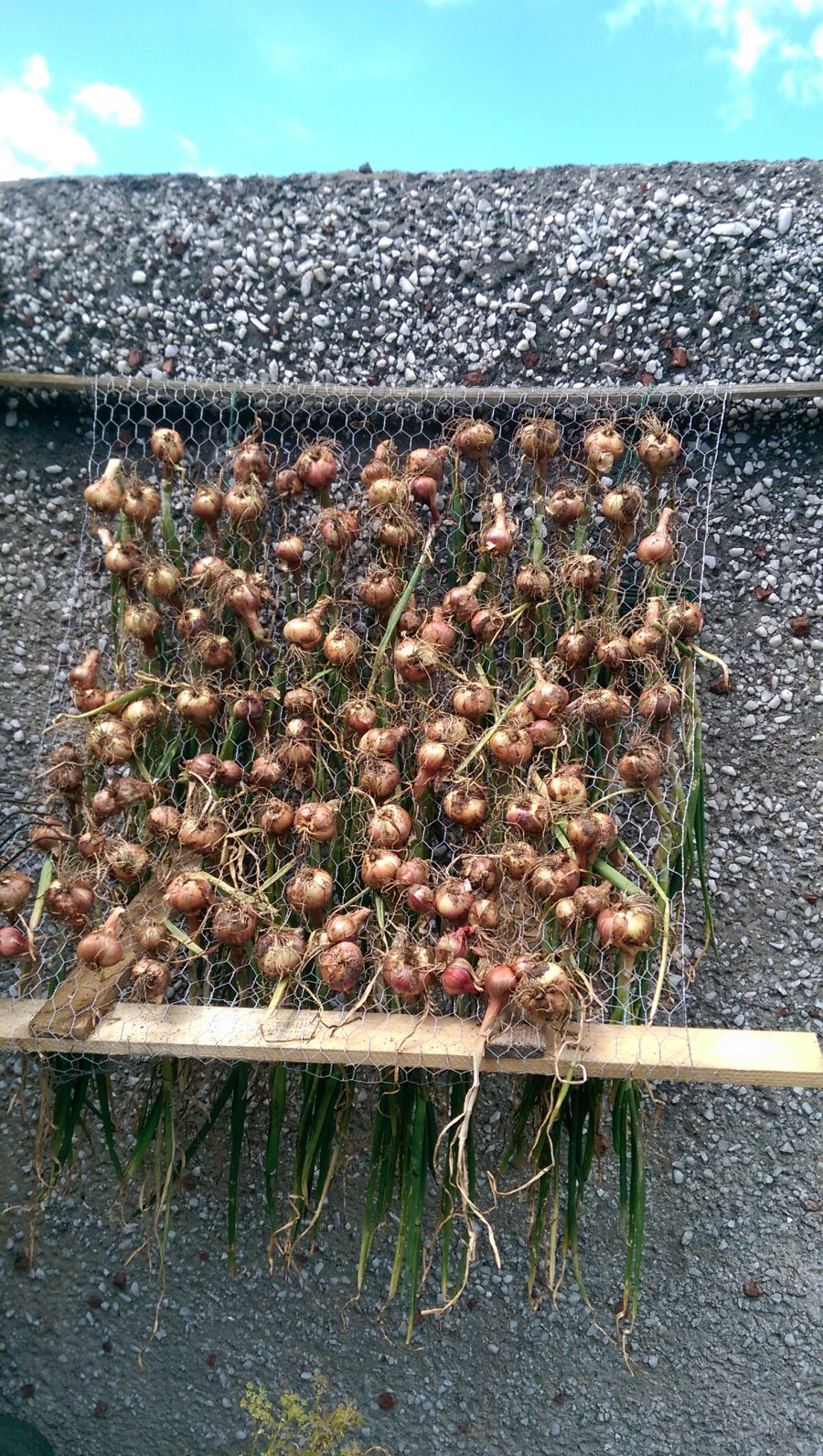 curing the shallots july 2014