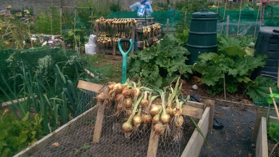 Drying the onions July 2014