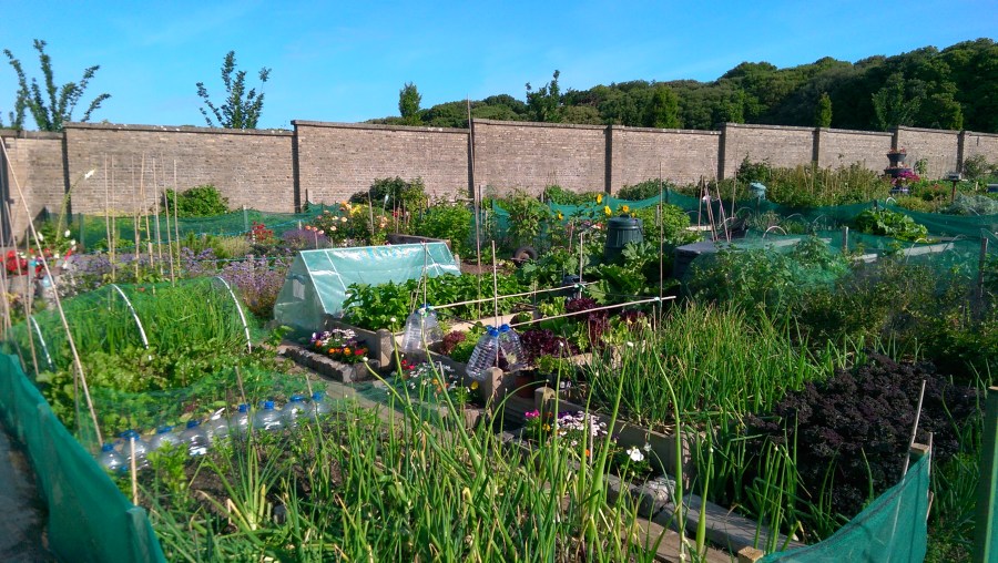 Summer time flush on plot 49...2015