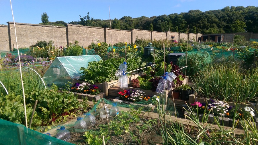 early summer on the monster in the corner