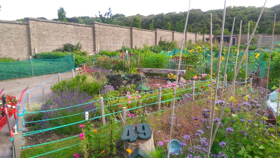 Plot 49 with summer colour