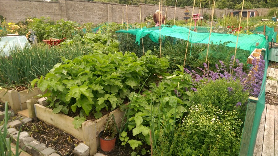 June 2016 on Plot 49