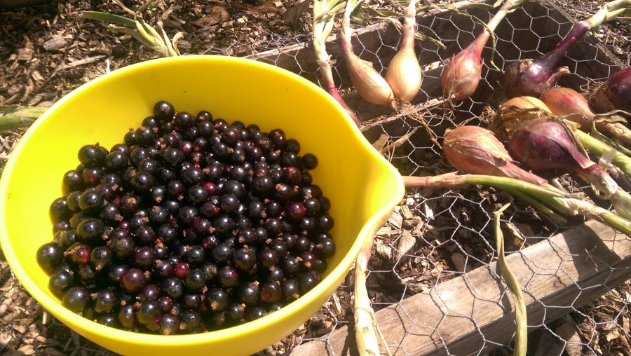 Blackcurrants &amp; Longue Shallots