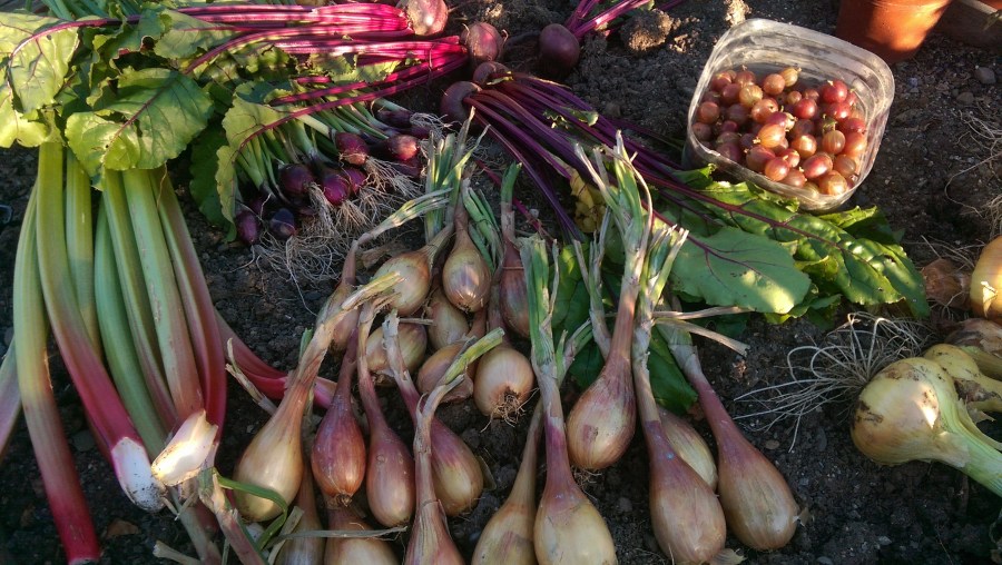 Rhubard, Beets, Gooseberries, Red Scallions, Shallots and onions
