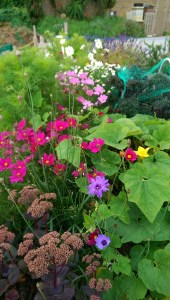 Cosmos, Cupid's darts and Sedum...