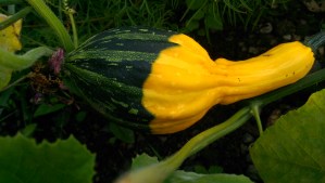 Ornamental Squash: Bought in Malcisine last August, ripening in Dublin this August...