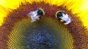 Rumbling the Bumblebees...