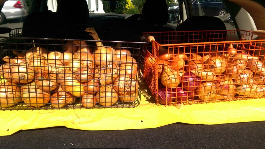 curing the onions and shallots: using the car-boot window to effect..