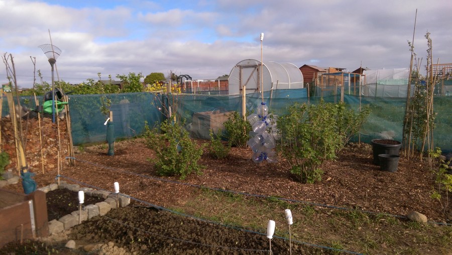 The Fruit Bushes beginning to Green-up