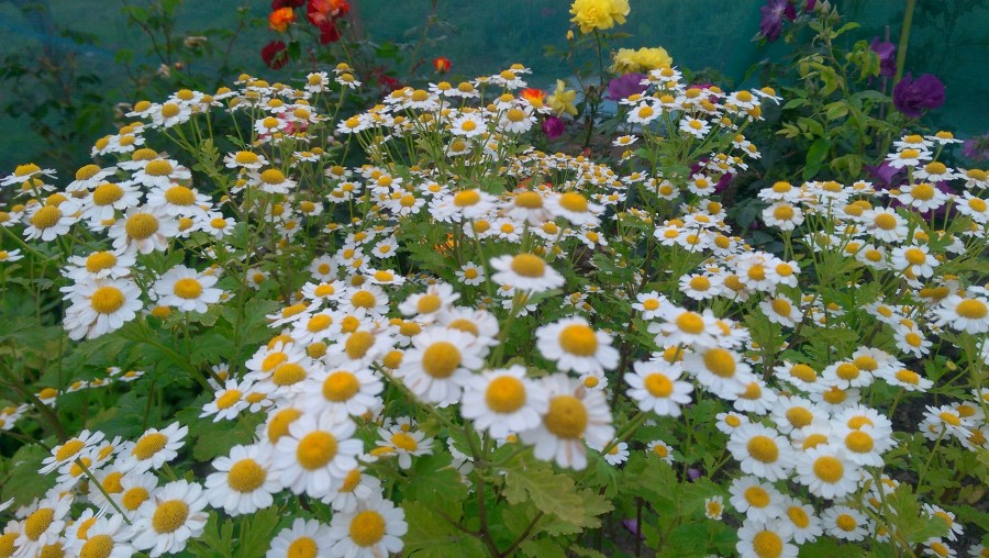 Feverfew &amp; Rose Blooms