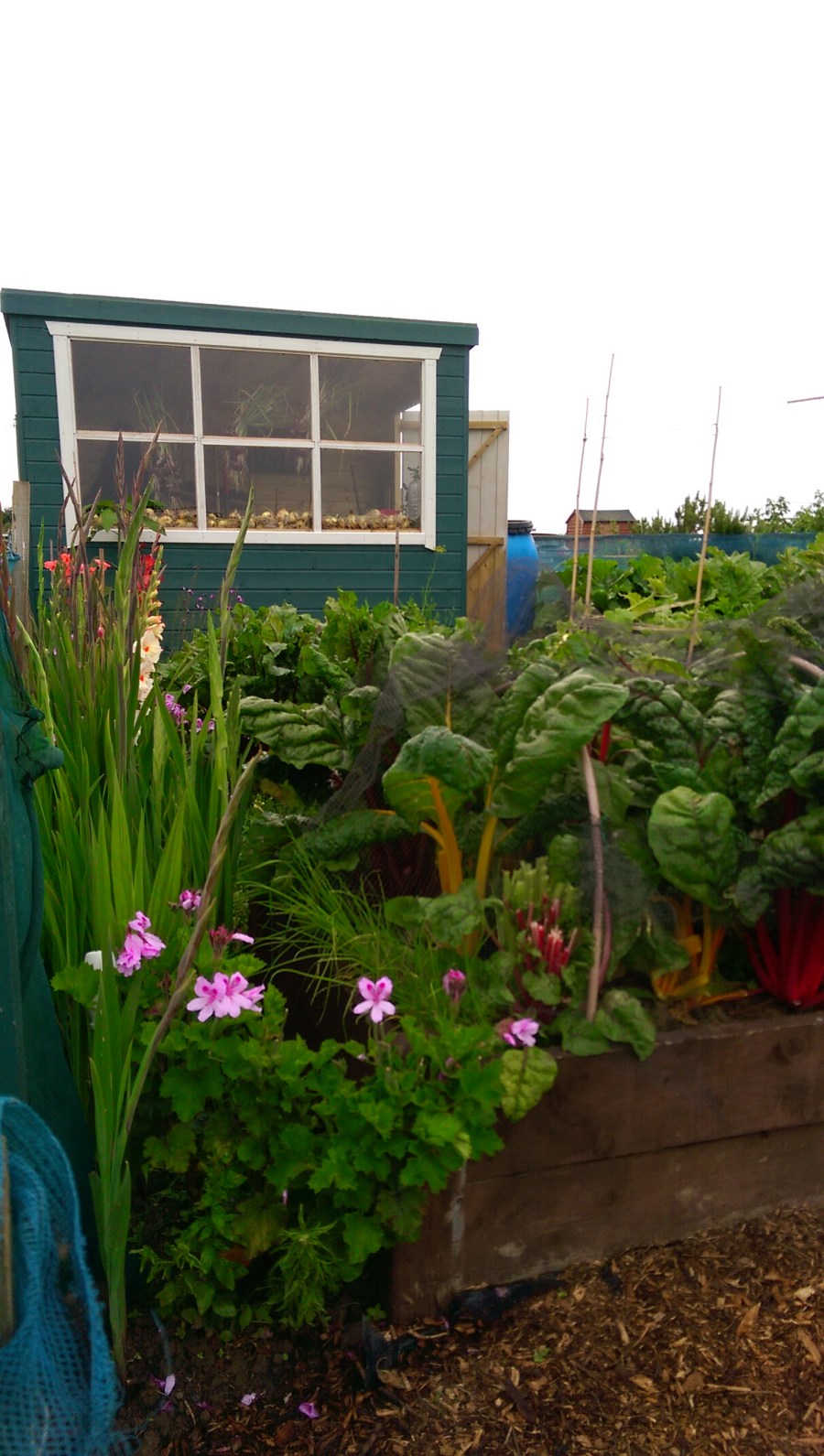 The Monster's summer blush