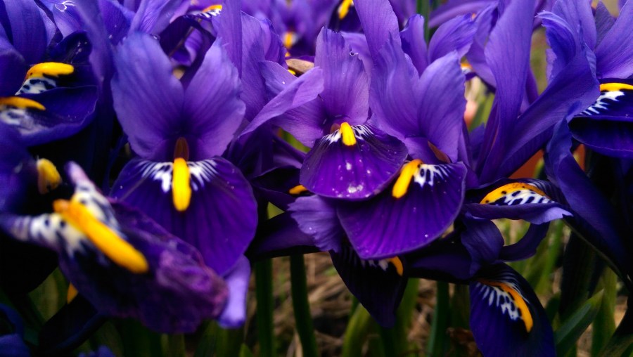 Reticulated Irises