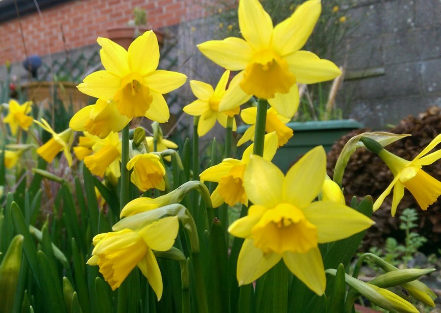 Tete-A-Tete Daffodils