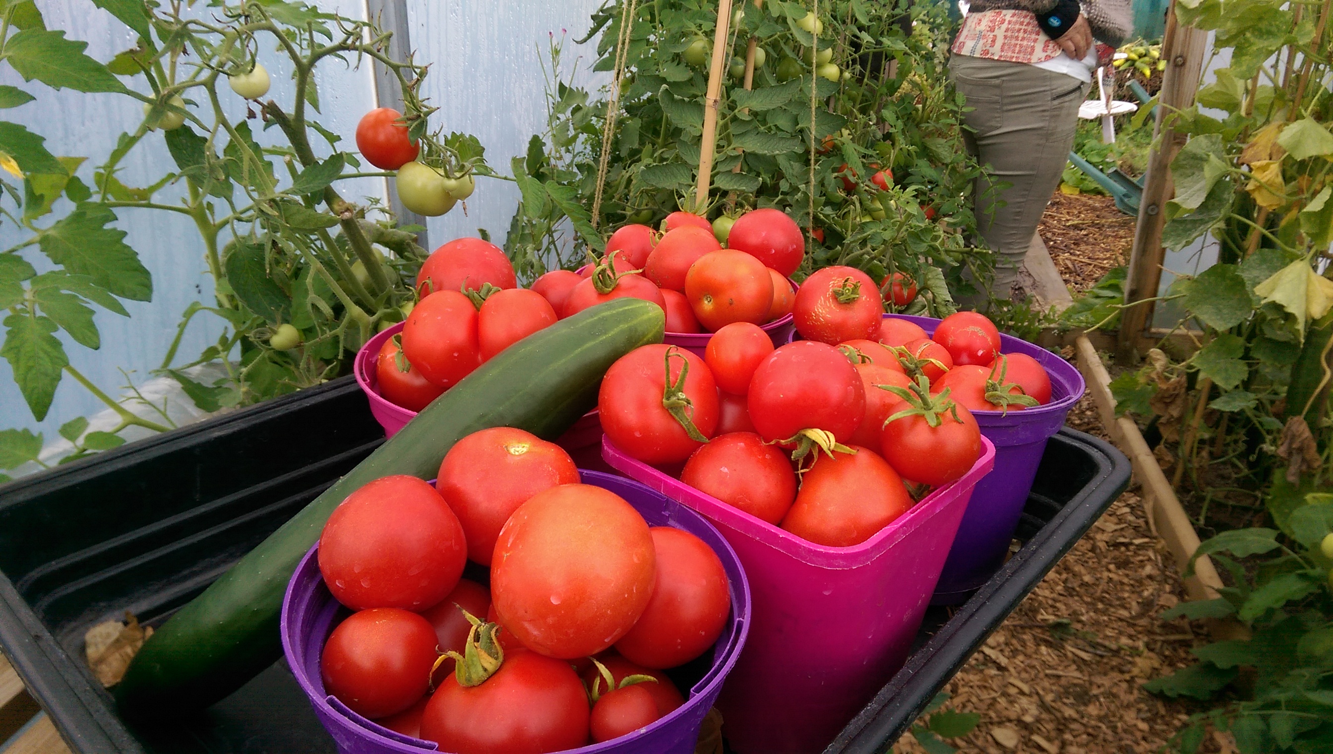 Moneymaker Tomatoes