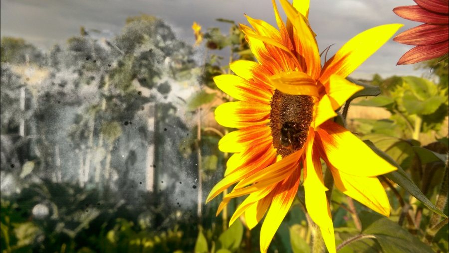 Putting on a sunny face