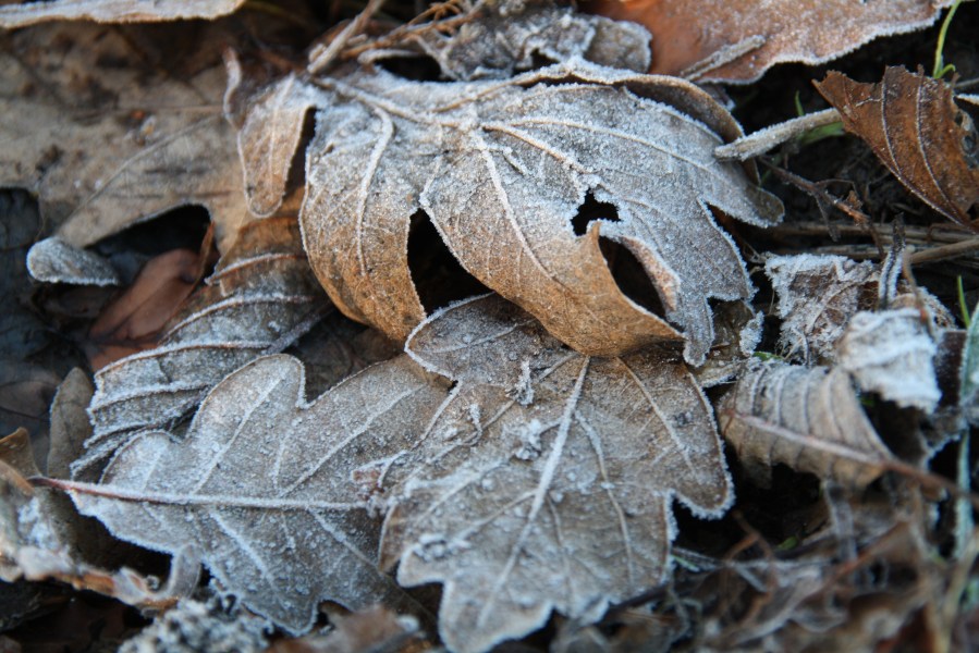 Frost on Leaves.JPG