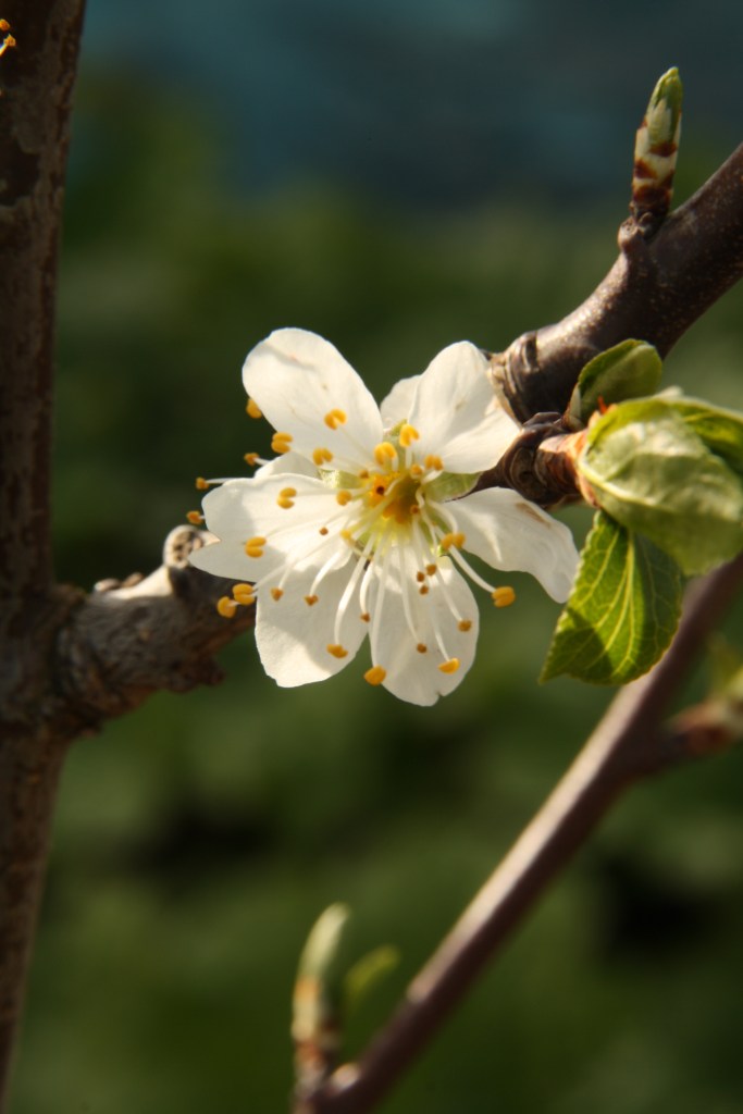 Plum TreeBlossom.JPG
