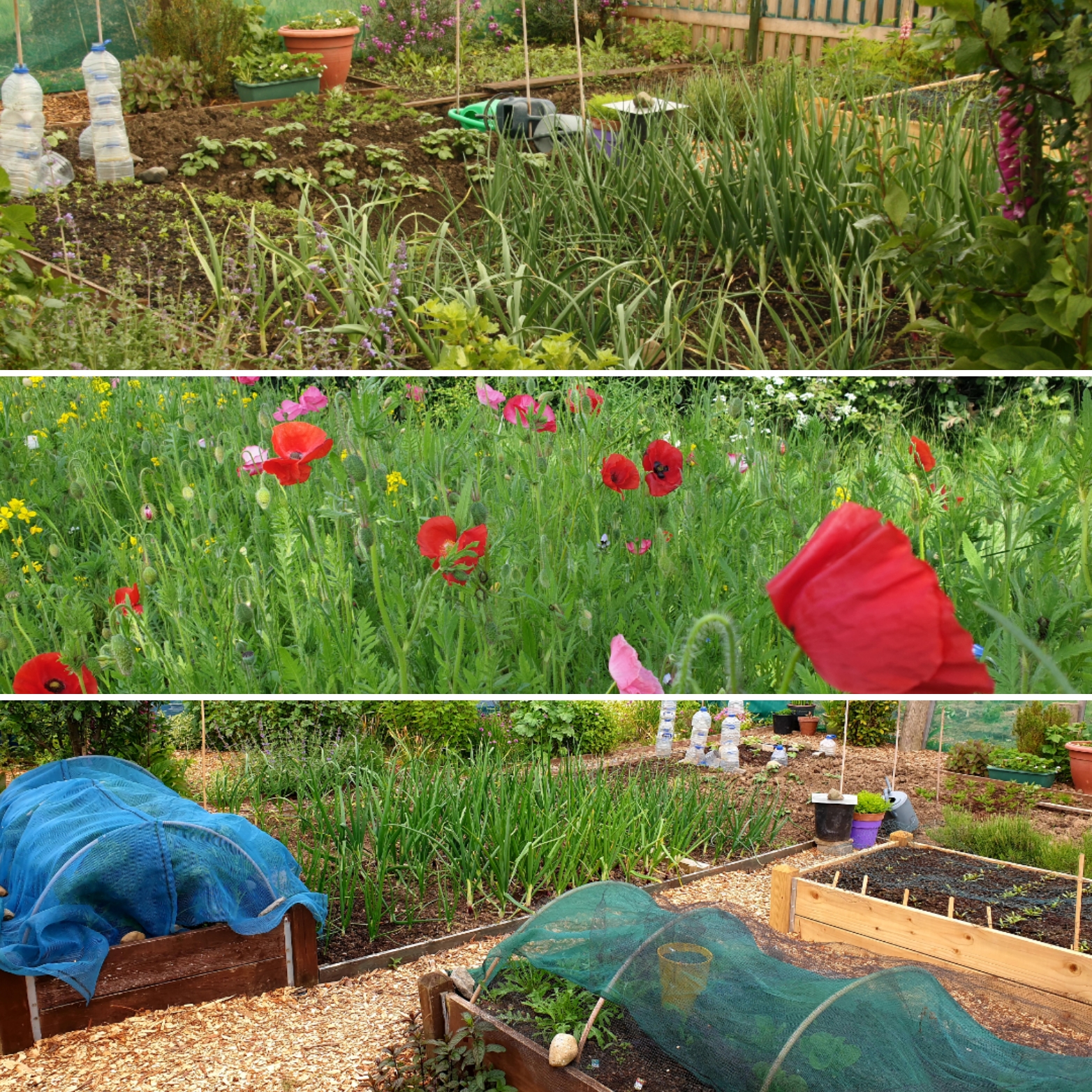 the Month Of May On Th e Monster's Measure